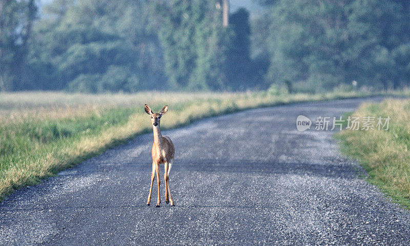 美国纽约州蒙特祖玛国家野生动物保护区的白尾鹿