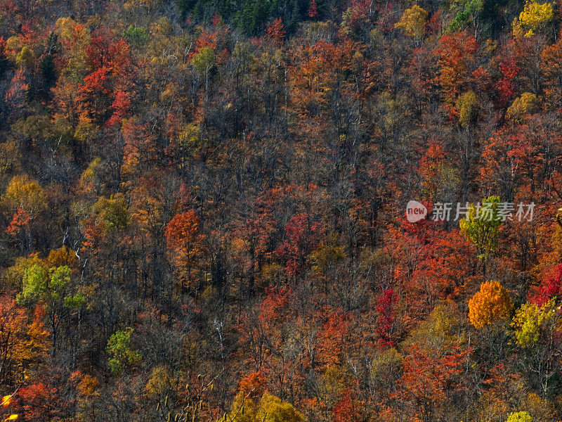 阿迪朗达克荒野秋叶颜色背景复制空间