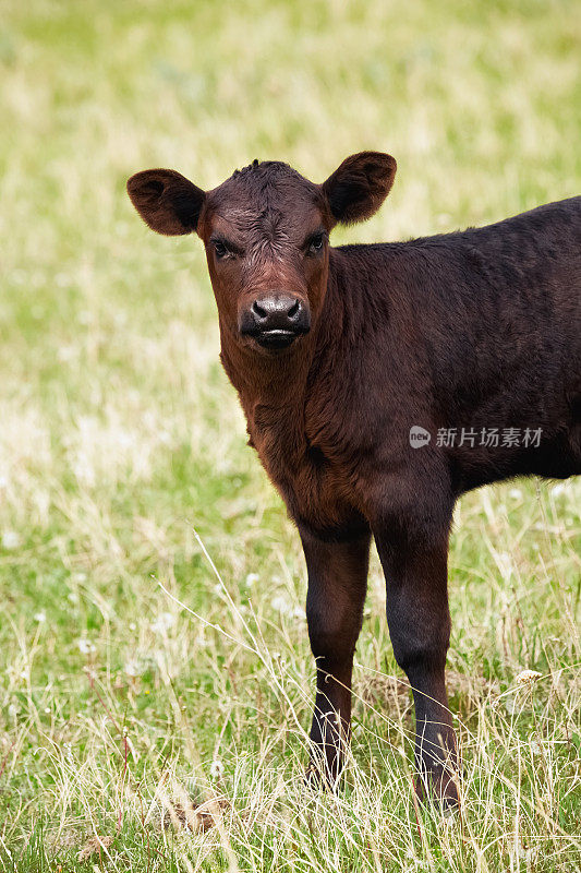 黑色的安格斯牛犊近距离站在绿色的草地上