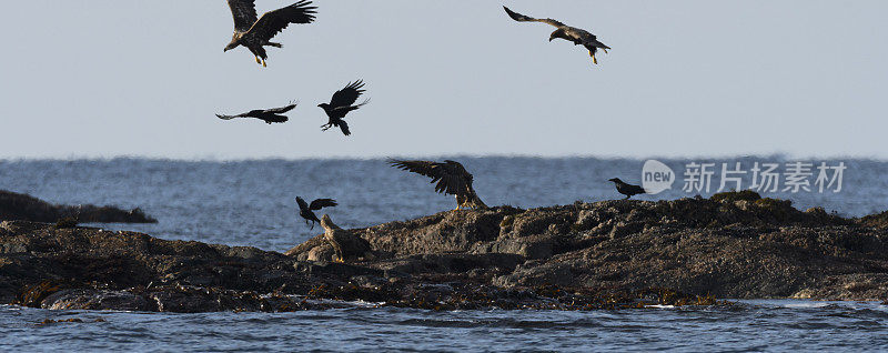 在挪威，白尾鹰或海鹰飞过一块岩石
