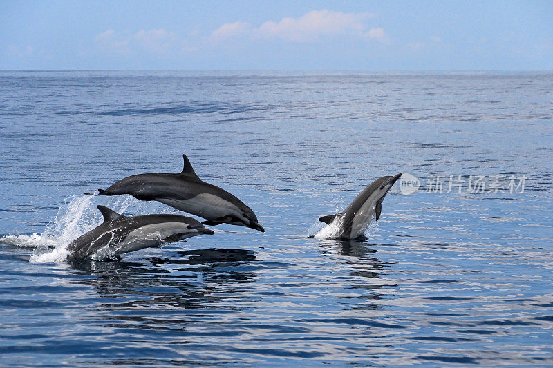 普通海豚跳跃，哥斯达黎加
