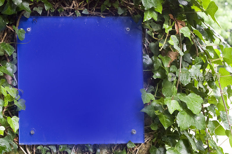 常春藤覆盖的墙壁上的空白蓝色方形标志。