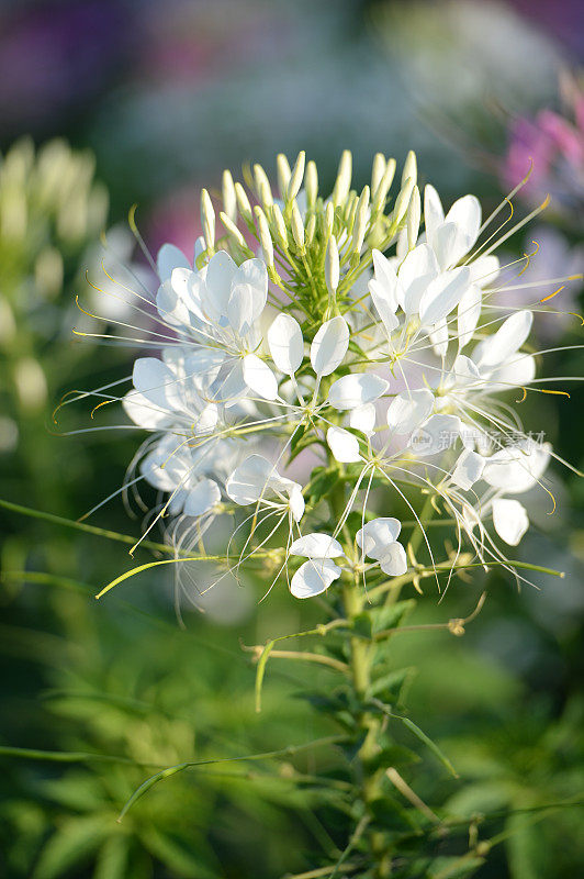 带刺的spiderflower