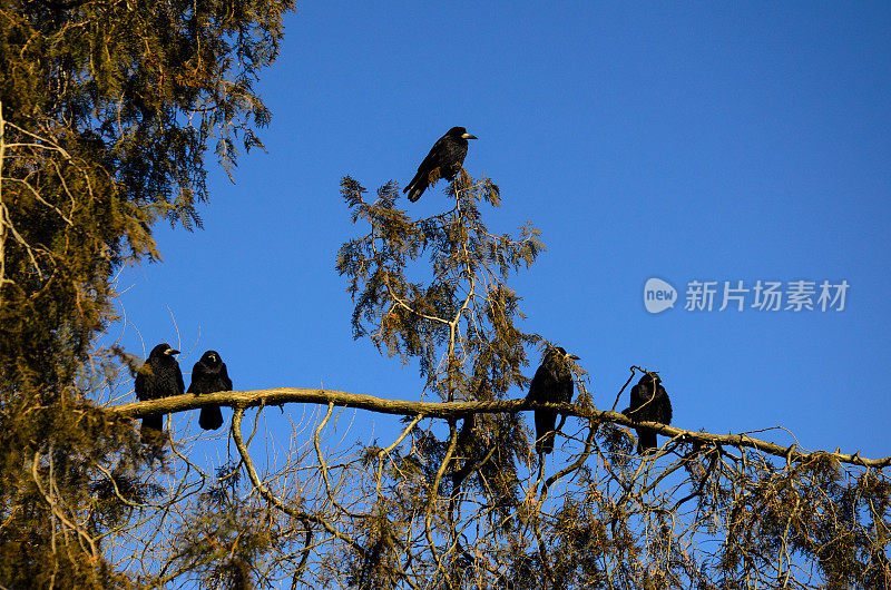 乌鸦在杜嘉树枝上