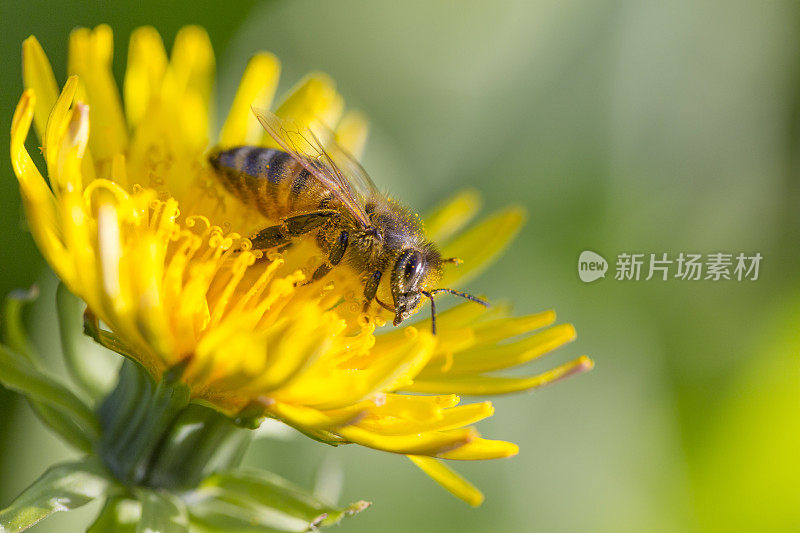 蜜蜂在蒲公英上