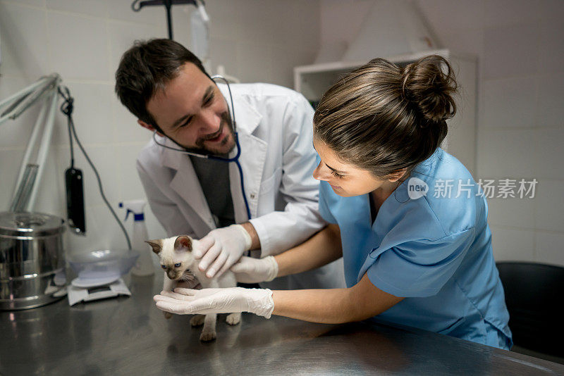 兽医助理帮助兽医在使用听诊器时抱着一只可爱的小猫