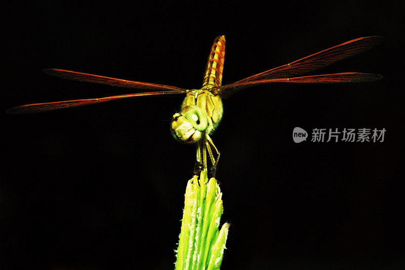 绿叶尖上的蜻蜓(黑色背景)