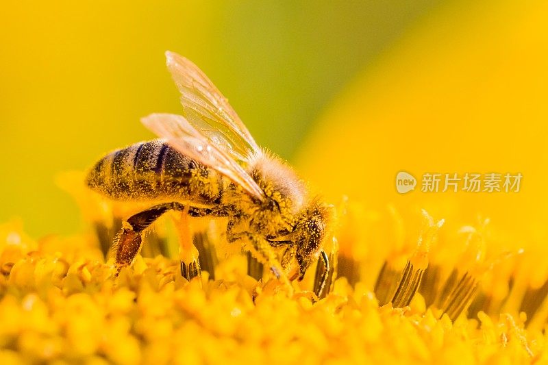 戴着黄色花粉的蜜蜂在花中采集花蜜
