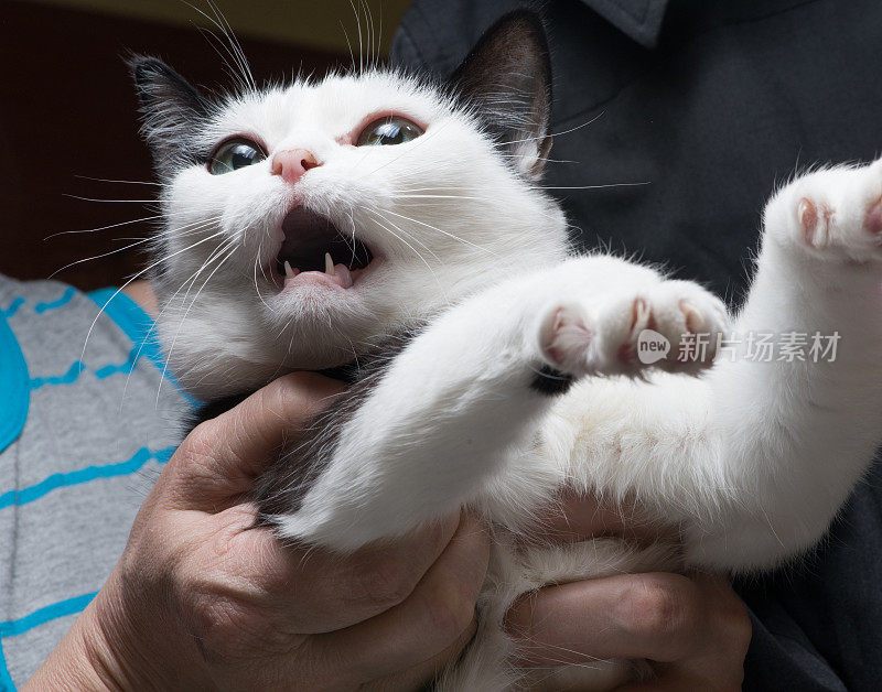 受惊而愤怒的猫被女主人抓在手里，女主人试图让他平静下来