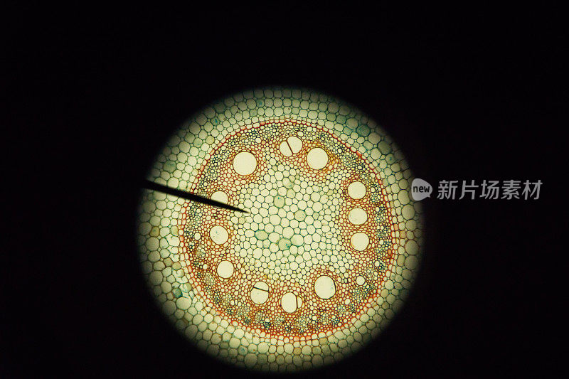用显微镜观察玉米根系横截面