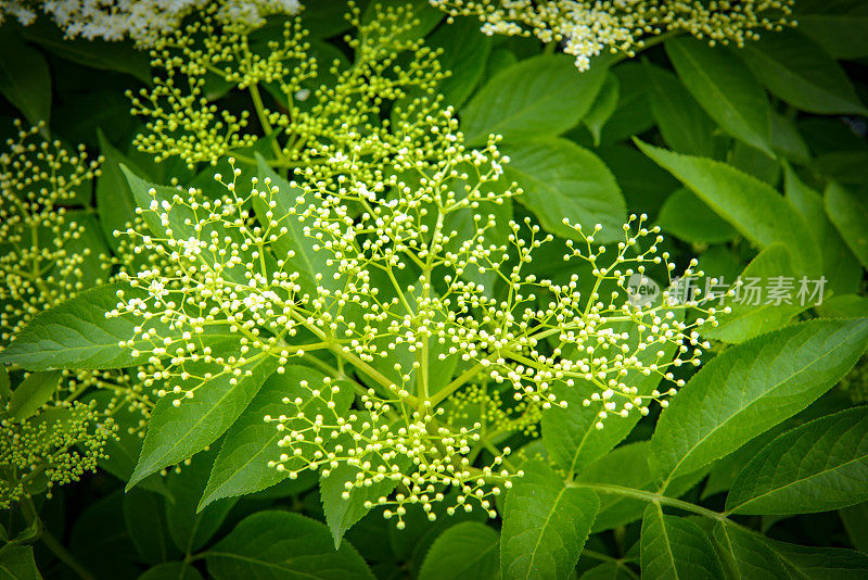 接骨木花在春天特写全画面形象生动的绿色白色