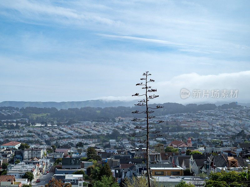 细长的树俯瞰旧金山社区