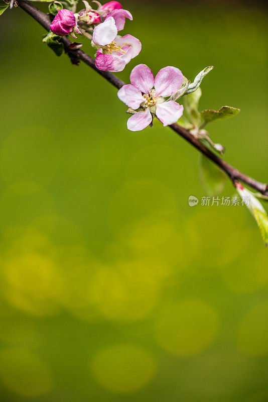 苹果花