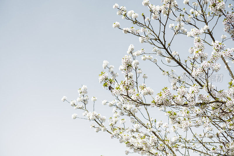 开花的山楂树在一个晴朗的四月天，兰开斯特，英国。