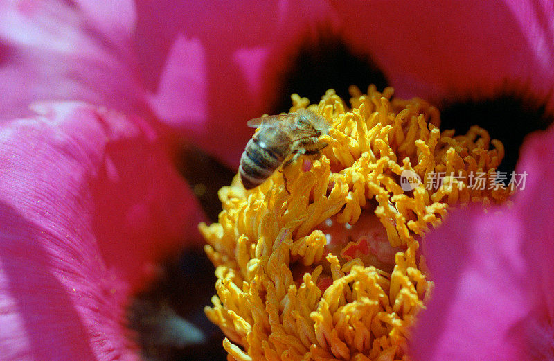 蜜蜂授粉牡丹的微距照片。拍摄电影