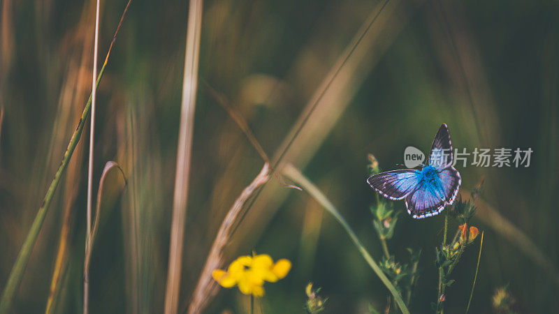 在阳光下，干燥的草地上，一只普通的蓝蝴蝶在草地上穿梭
