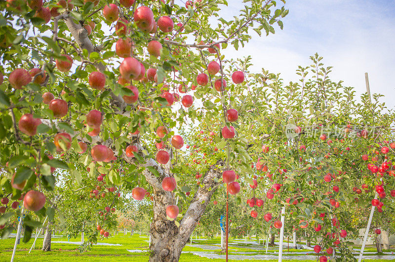 苹果园,苹果树