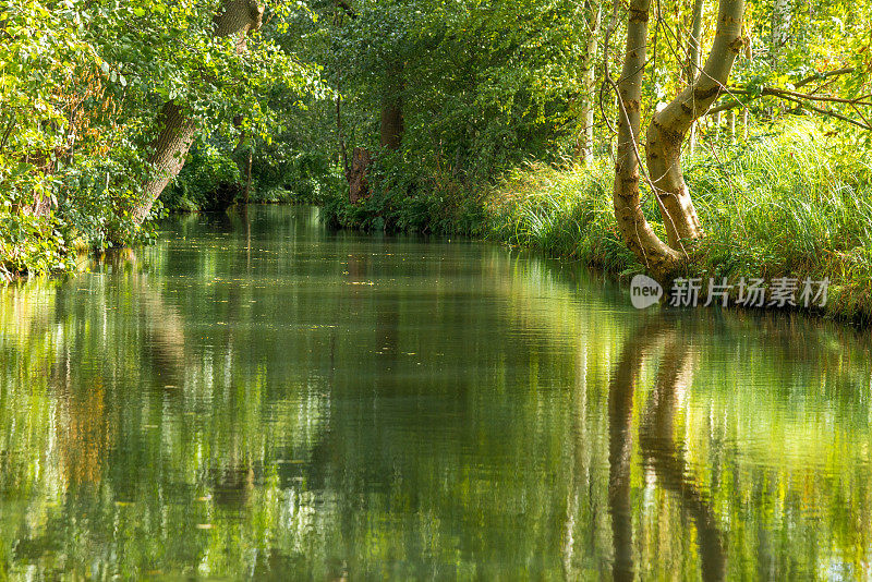 斯普雷瓦尔德-田园诗般的河流景观与镜像的树木在夏天