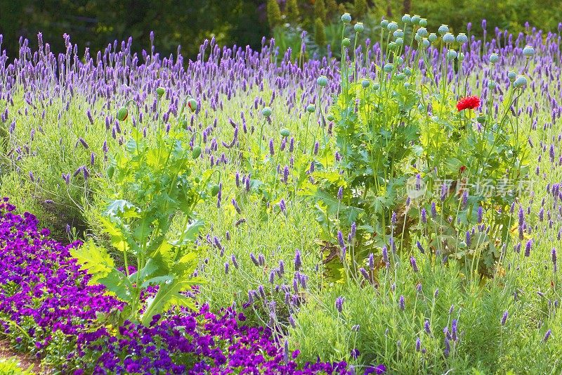 薰衣草田自然格局-花坛花园休闲景观