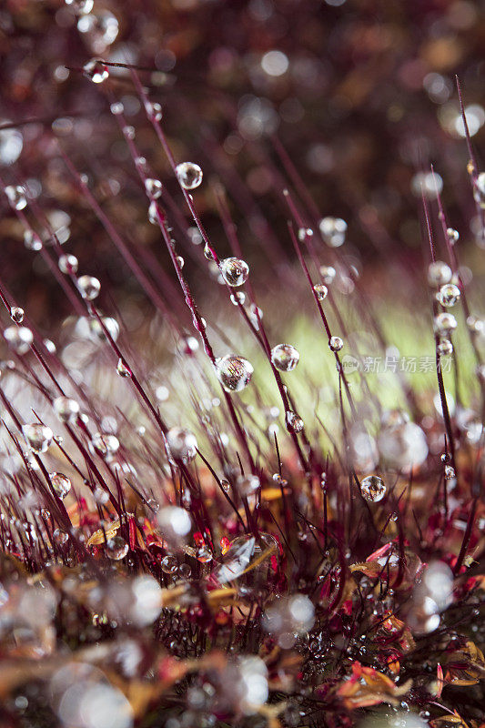 雨滴在草地上