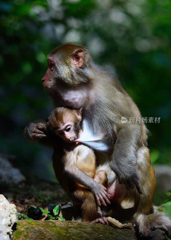 母猴子和它的宝宝