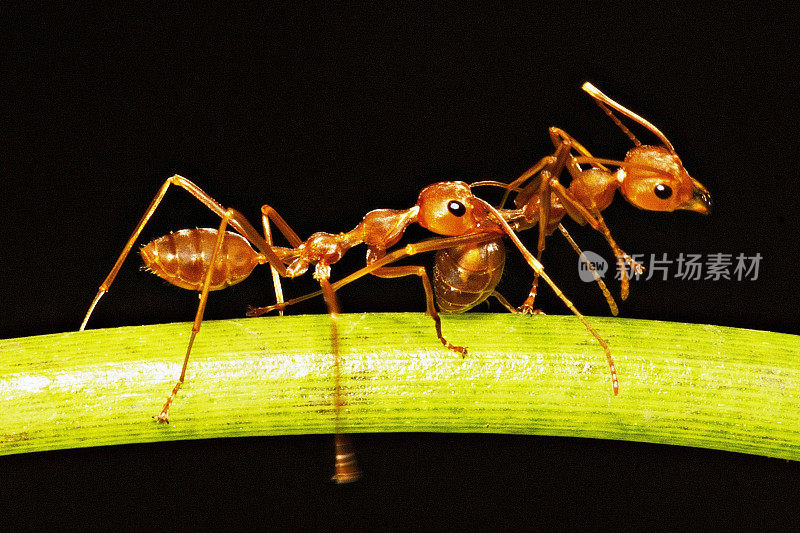 一只蚂蚁抱着另一只蚂蚁。