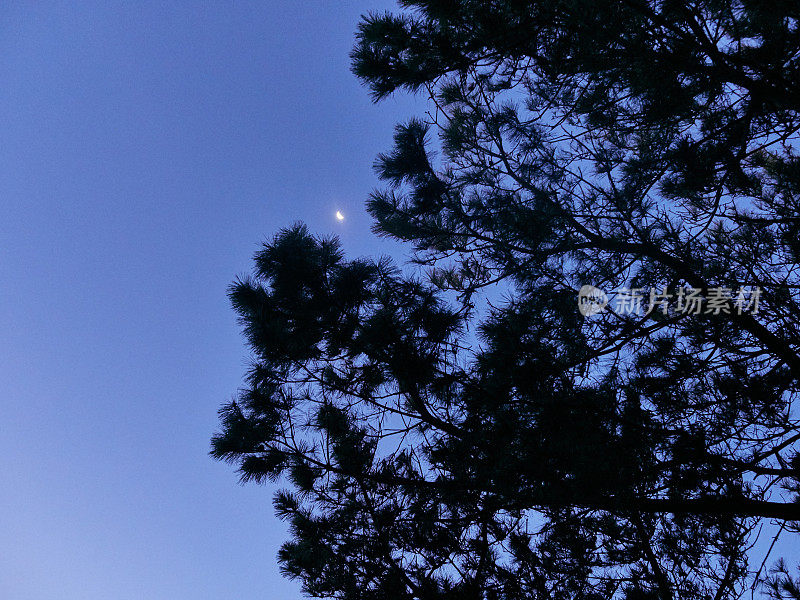 黎明前的新月从树叶间照耀着