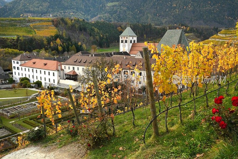 秋季，诺瓦塞拉修道院的红玫瑰和黄色葡萄园。位于瓦尔纳，博尔扎诺，特伦蒂诺阿尔托阿迪杰，意大利