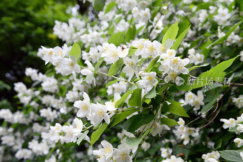 花园中的英国山茱萸(冠状山茱萸)灌木