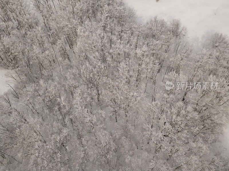 从上面看，白雪覆盖着树木