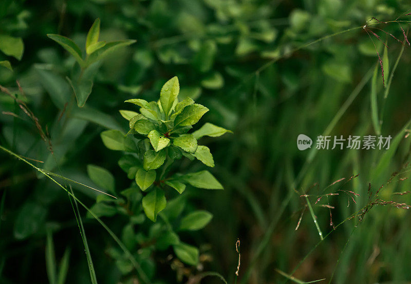 森林中的绿色植物