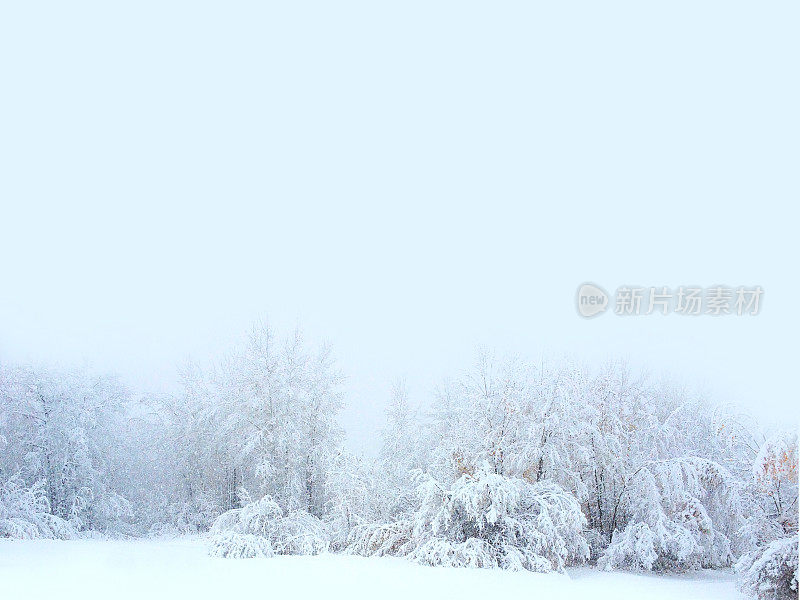 冬季森林树木覆盖的雪景