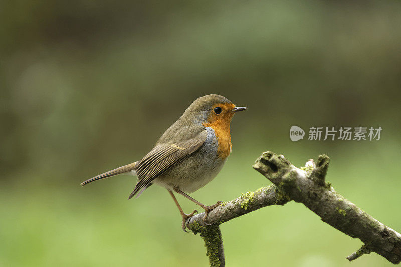 罗宾(红心rubecula)