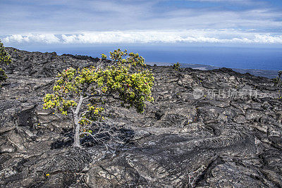 孤奥亚树在火山景观