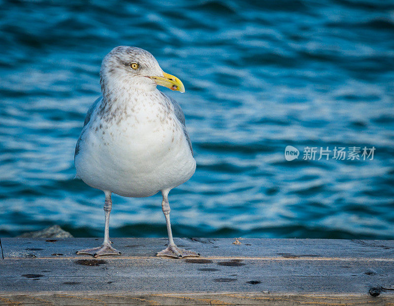 站在银鸥