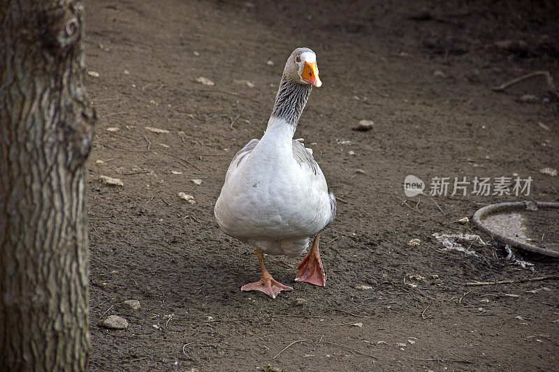 鸭和鹅