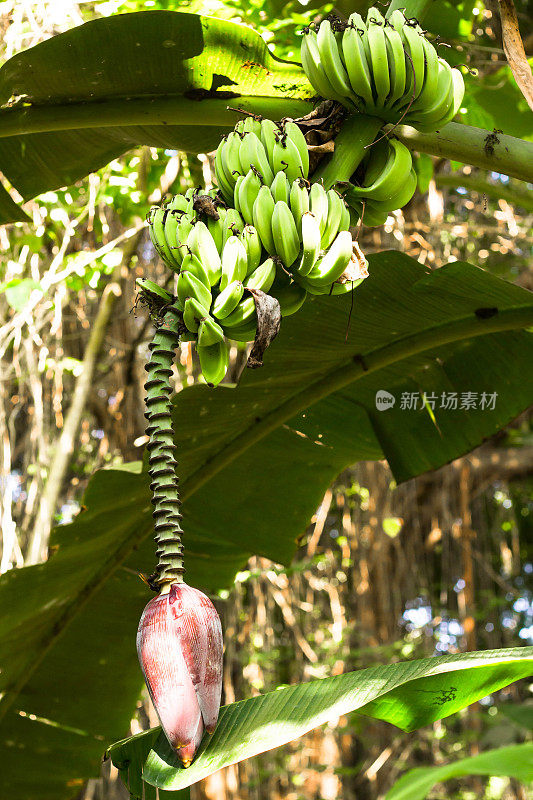 带花树上的未成熟的绿香蕉。