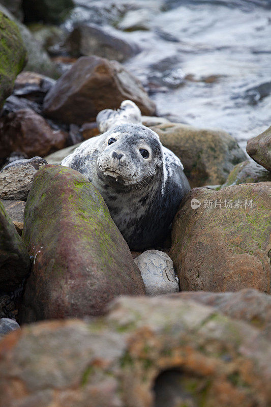不列颠群岛海岸上的小灰海豹