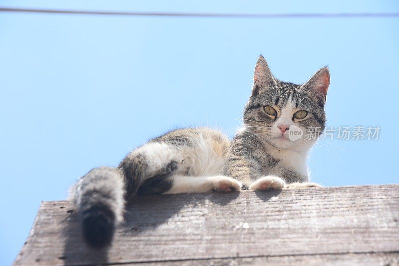 猫坐在篮球上