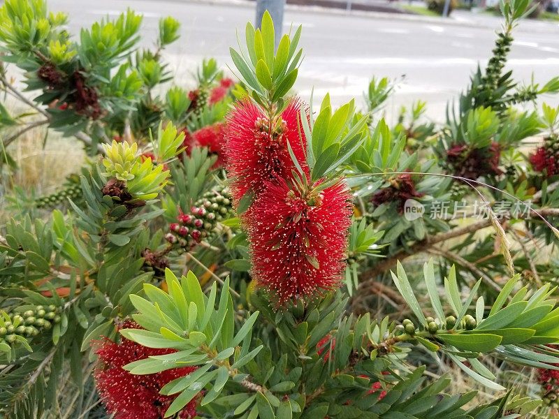 红色开花植物特写镜头