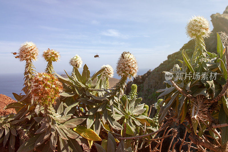 蜜蜂绕着马德拉岛的山花飞舞