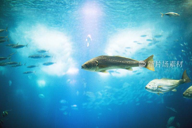 里斯本水族馆里的鱼