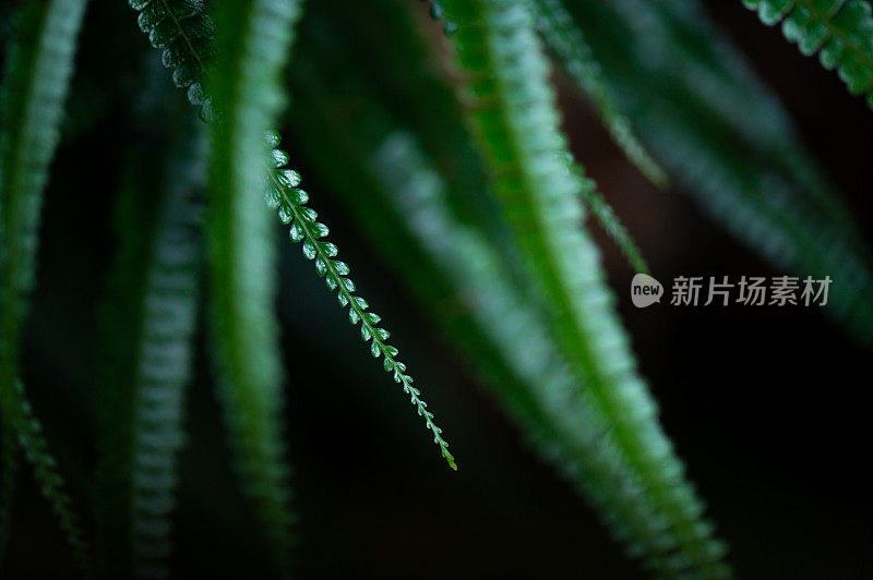 热带雨林中新鲜的蕨类植物的特写