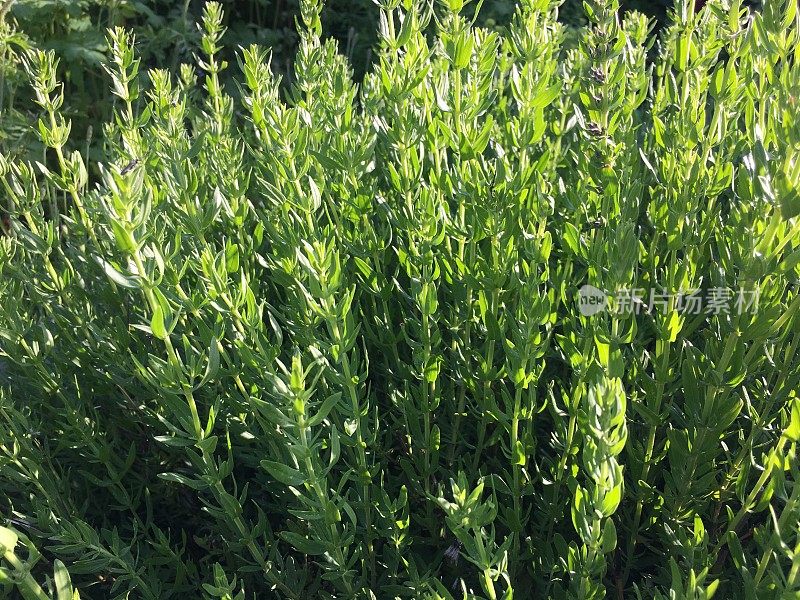 牛膝草(Hyssopus)是唇形草科的一个草本或半木本植物属，原产于地中海东部到中亚，远至蒙古东部。它们芳香，茎直立分枝