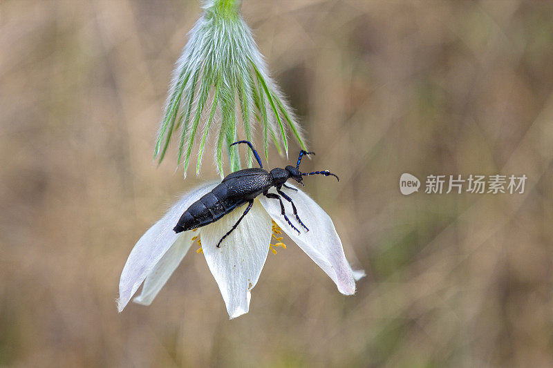 阿多尼斯花瓣上的黑甲虫