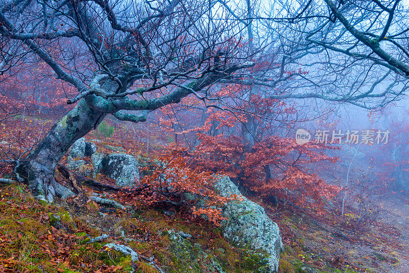 山坡上的断崖在秋日雾天里，阴森森的景色奇妙极了