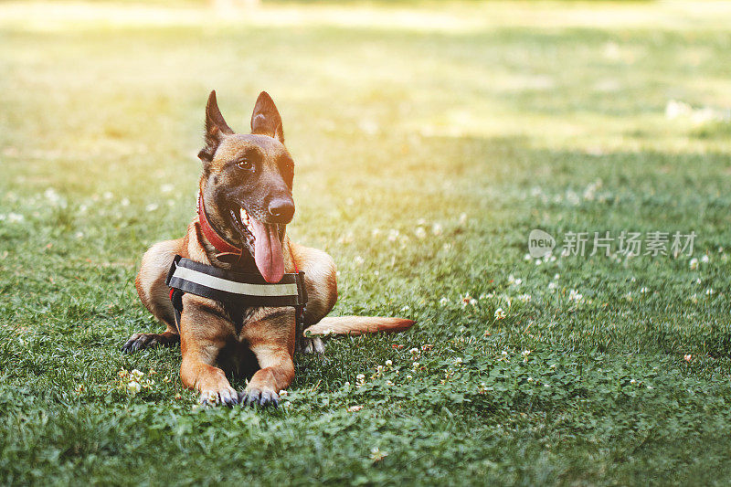 看门狗坐在自然公园的草地上训练