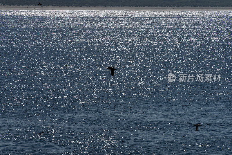 大西洋海雀飞行与焦点鸟类在海上的背景