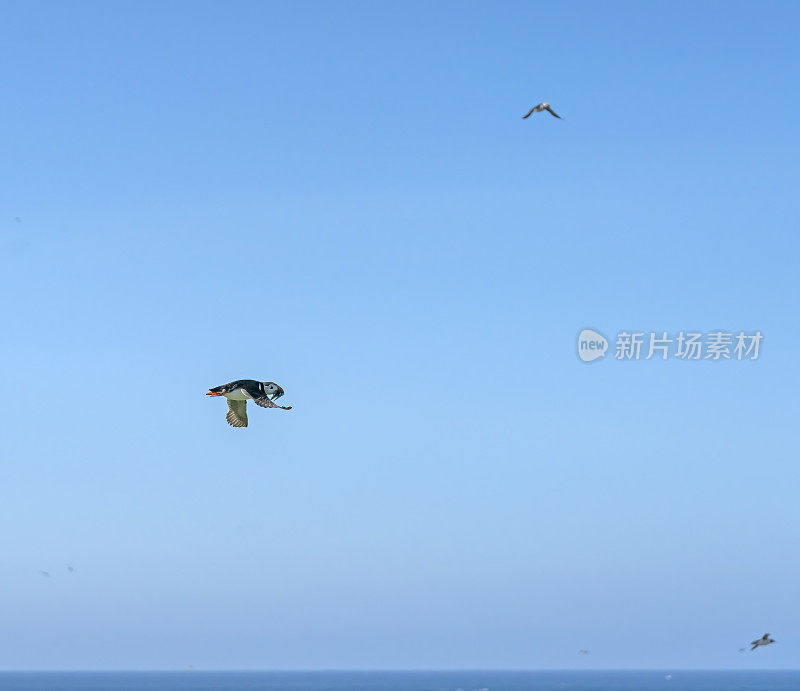 大西洋海雀飞