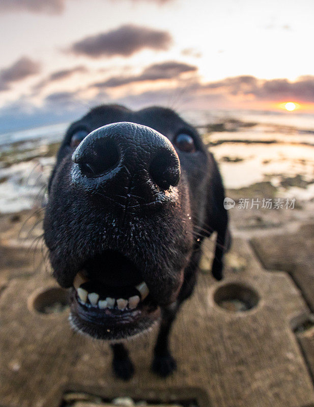 日落时分，海滩上一只黑色拉布拉多犬的鱼眼特写镜头